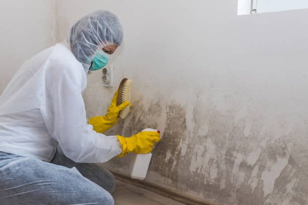 Best Black Mold Remediation in Hebron, NE