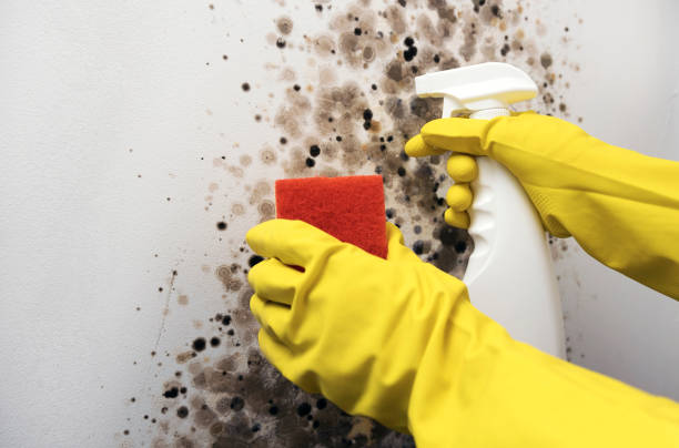 Best DIY Mold Remediation Support Services in Hebron, NE