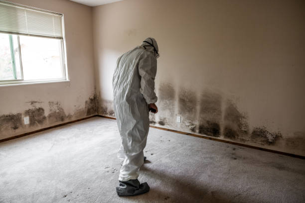 Best Commercial Mold Remediation in Hebron, NE