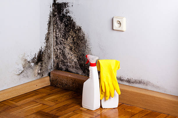 Trusted Hebron, NE Mold Remediation Experts