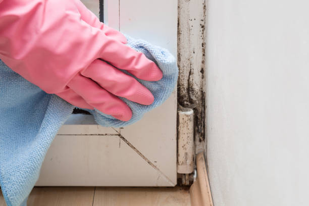 Best Black Mold Remediation in Hebron, NE